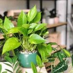 Cách trang trí bàn học bằng chậu cây xanh, tiểu cảnh đẹp
