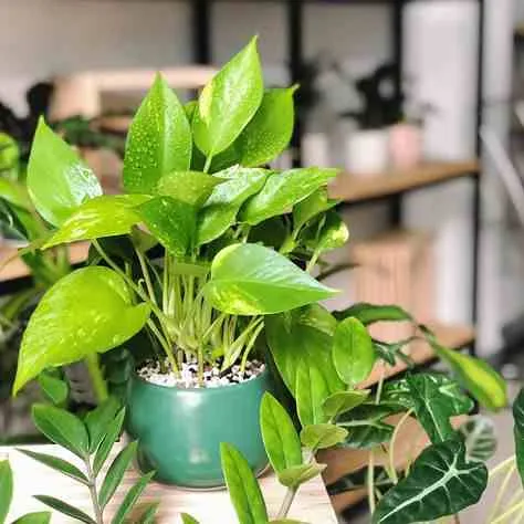 Cách trang trí bàn học bằng chậu cây xanh, tiểu cảnh đẹp